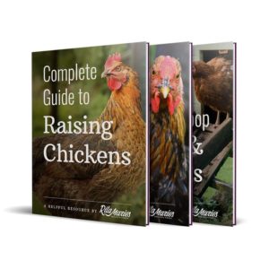 Chicken Coop Plans Chicken EBooks Rita Marie S Chicken Coops